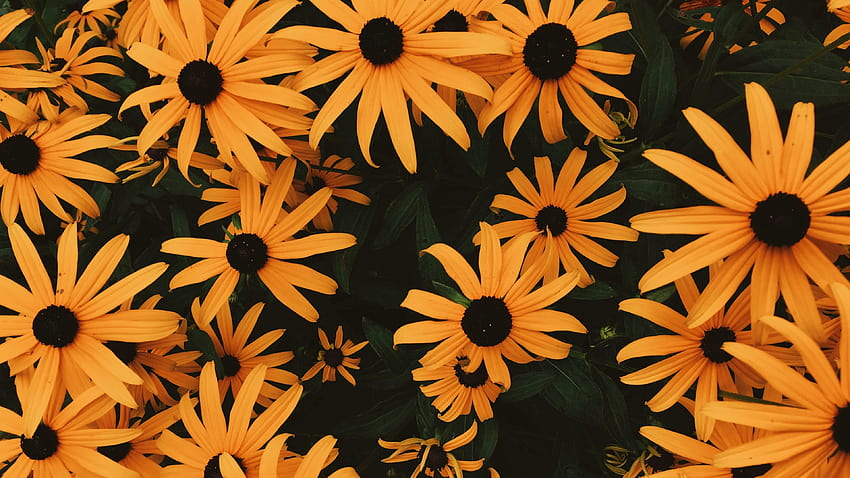Sonnenhut, Blumen, Blumenbeet, viele, orangefarbene Ästhetik HD-Hintergrundbild