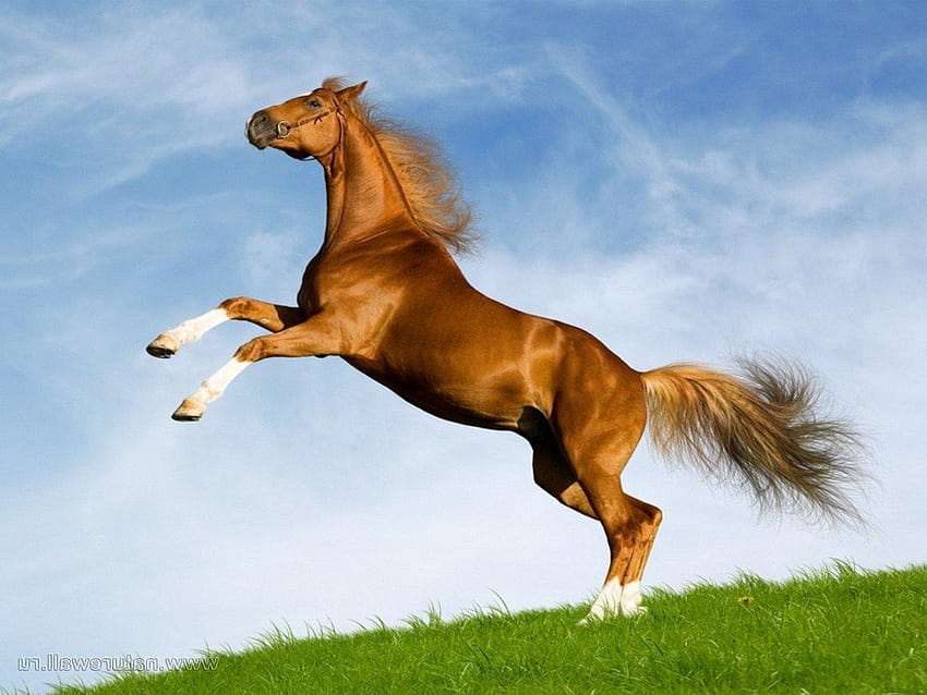 Horse of my dreams and, horses rearing HD wallpaper