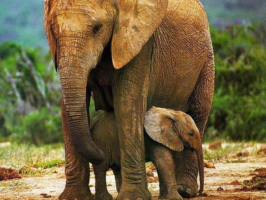 elephant mother and child HD wallpaper