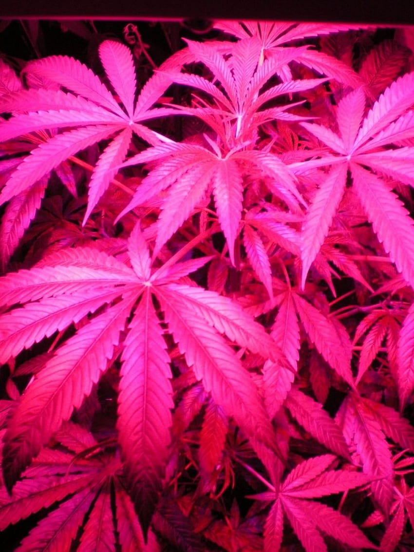 Top 62+ imagen pink weed background - thpthoangvanthu.edu.vn