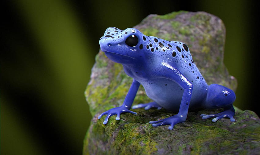 Blue Poison Dart Frog HD wallpaper