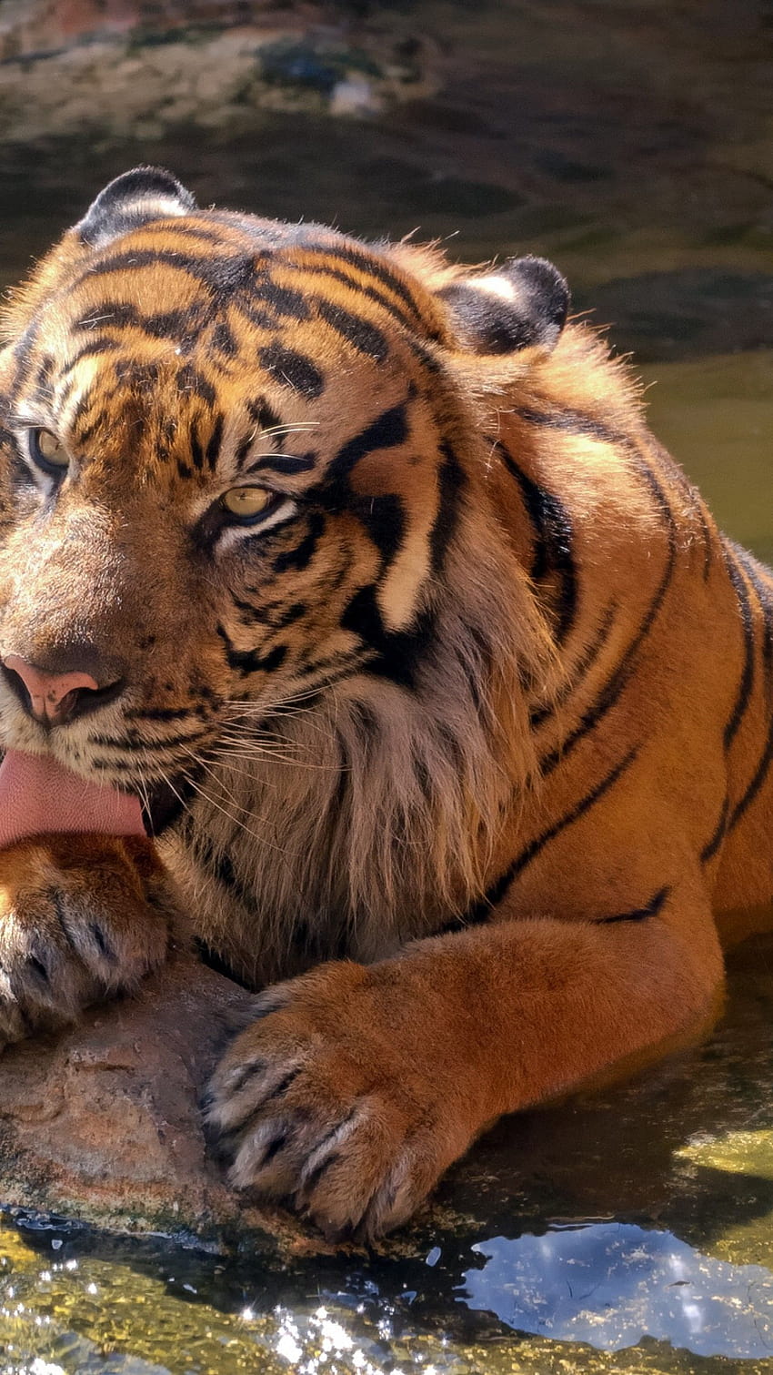 Sumatran tiger, Zoo, Happy, Cool, Animals, harimau amoled HD phone wallpaper  | Pxfuel