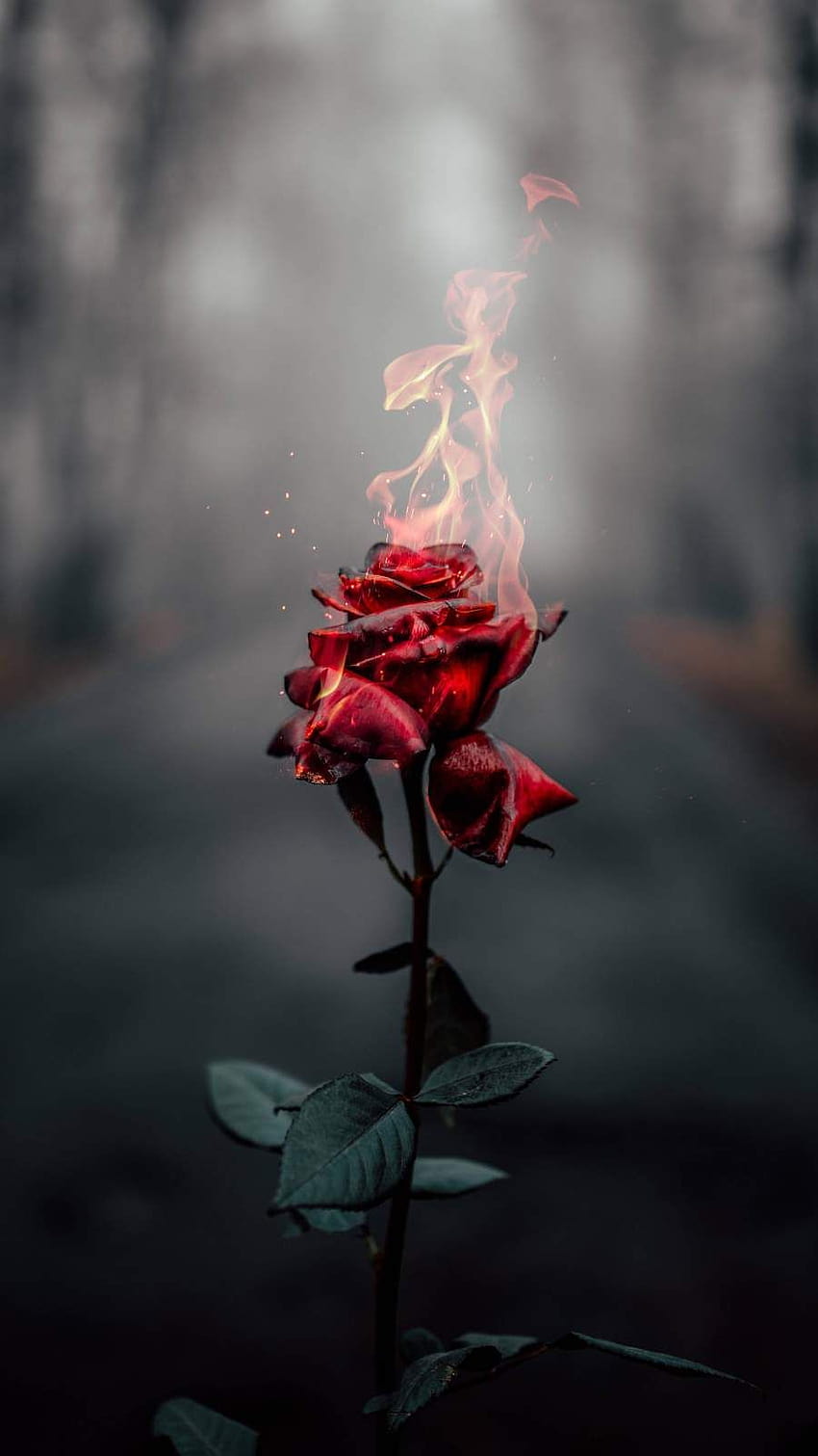 Burning Rose iPhone ...br.pinterest, smutna róża Tapeta na telefon HD