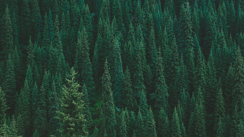 Зелена гора, естетическа компютърна гора HD тапет