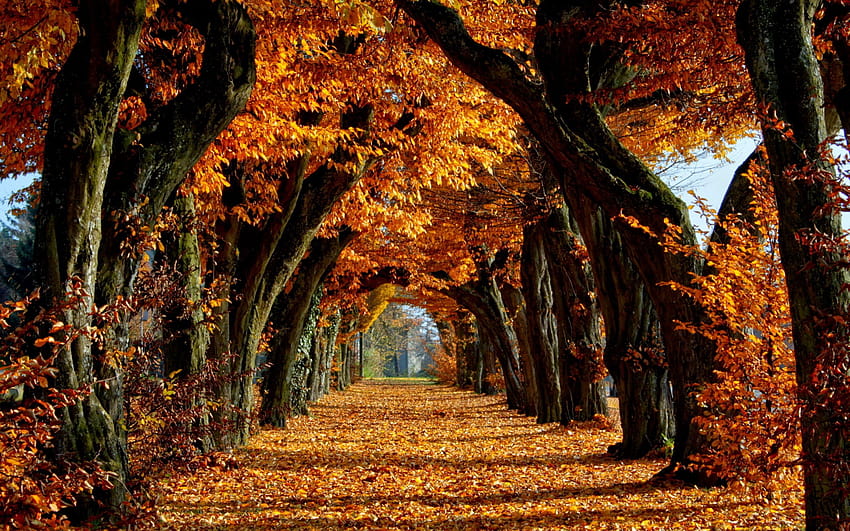 Latar Belakang Alam Musim Gugur Terbaik, musim gugur irlandia Wallpaper HD