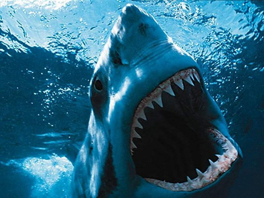 Scary Shark, o grande tubarão branco papel de parede HD