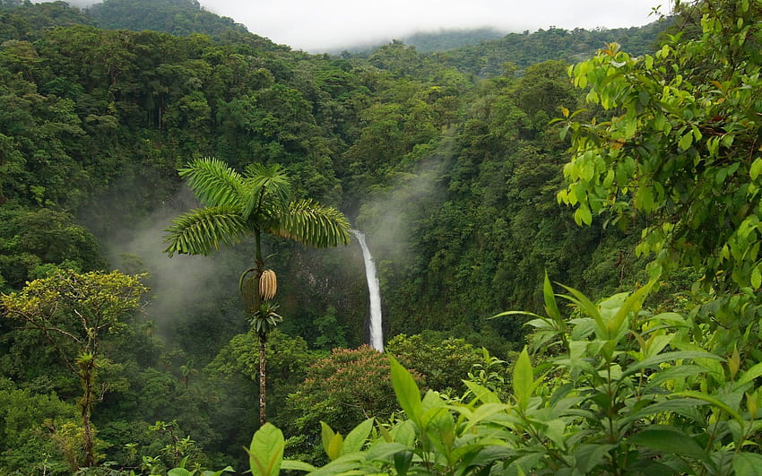 forêt amazonienne Fond d'écran HD