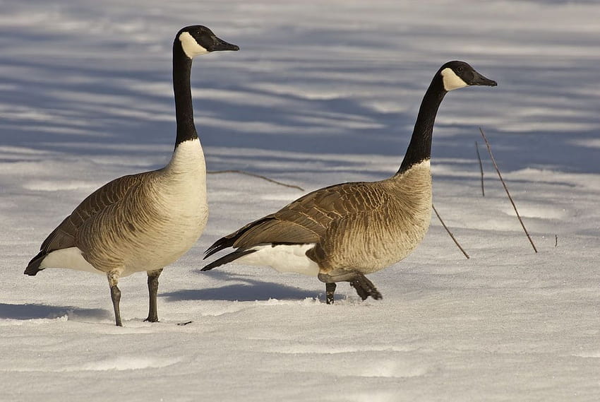 with canadian goose cool with nice, canada goose HD wallpaper