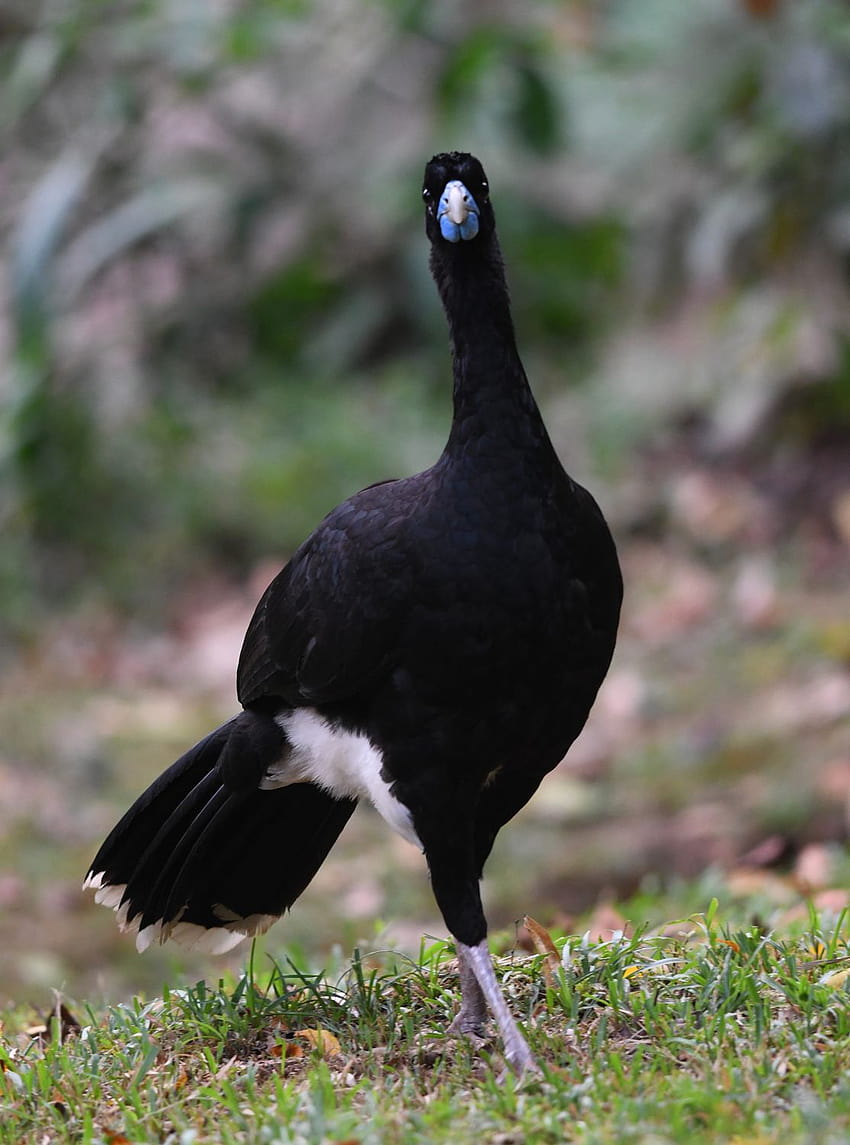 Explorations of an Ecologist: Colombian Endemic Cleanup: The Blue, blue billed curassow HD phone wallpaper