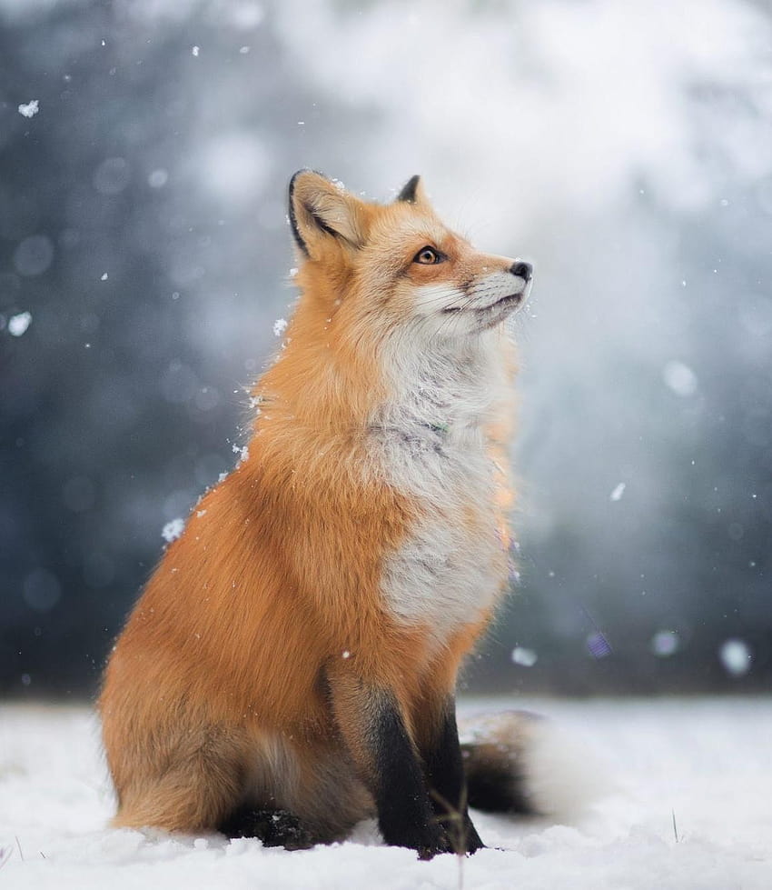 Red Foxes Snow Fox And Backgrounds Papel de parede de celular HD
