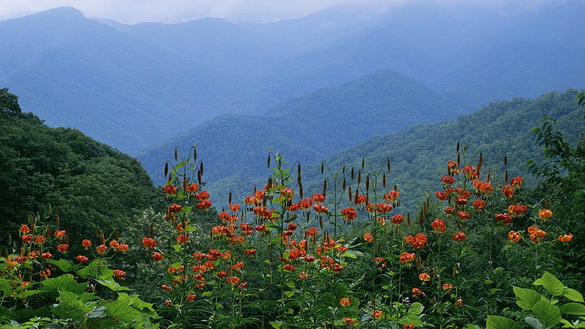 Smoky Mountains Spring, taman nasional pegunungan berasap Wallpaper HD