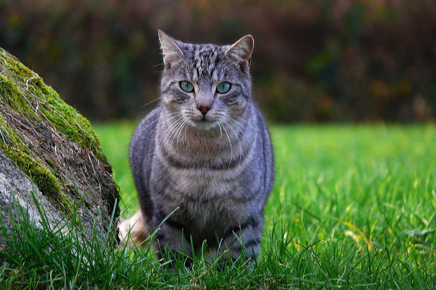 Gatto soriano grigio e nero su erba verde, soriano grigio con occhi gialli Sfondo HD