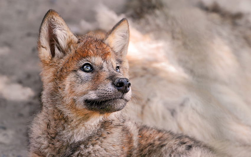 Lindos lobos, cachorros de lobo fondo de pantalla | Pxfuel