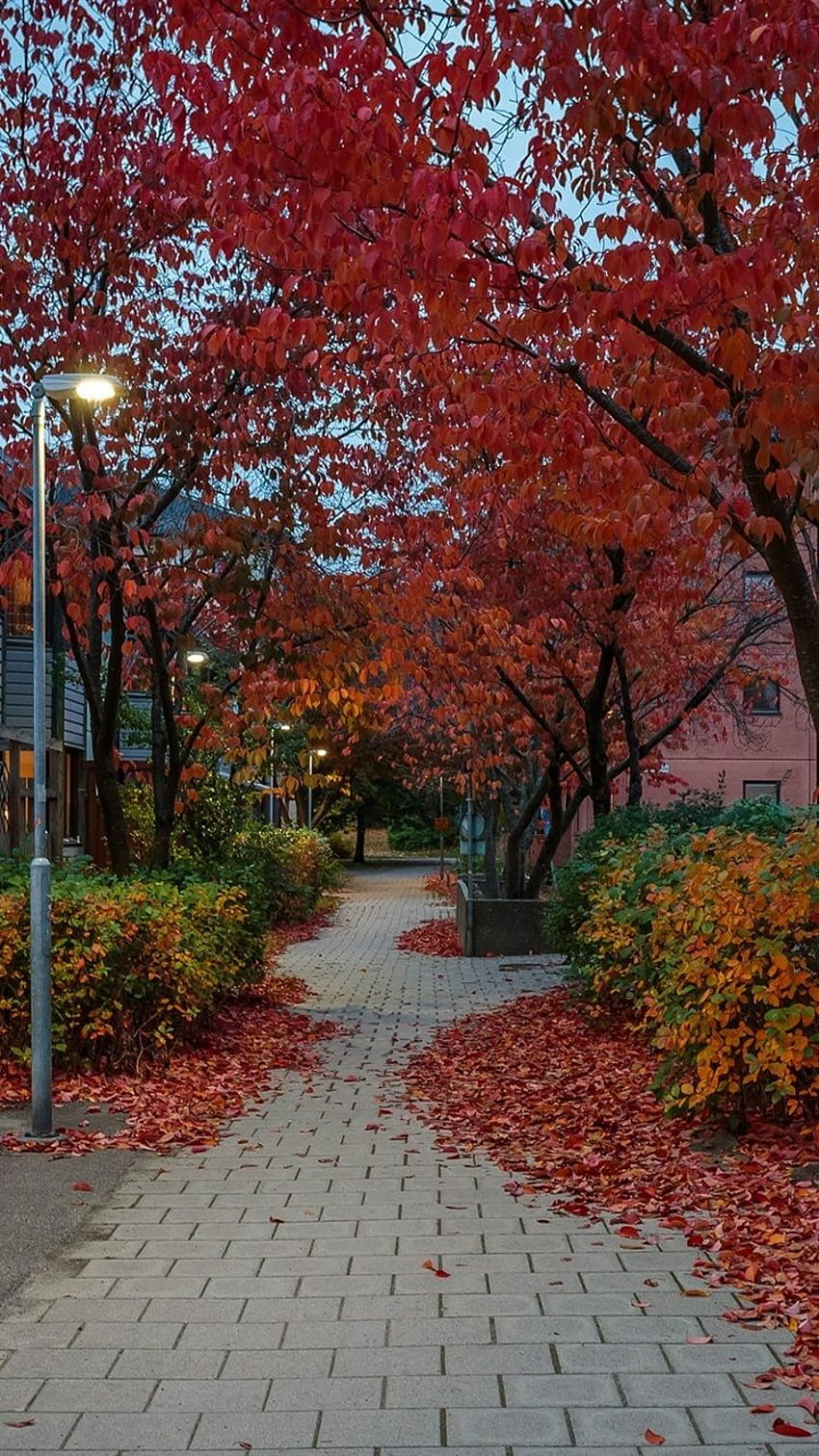 스웨덴, 스톡홀름, 거리, 주택, 나무, 가을, 스웨덴 가을 HD 전화 배경 화면