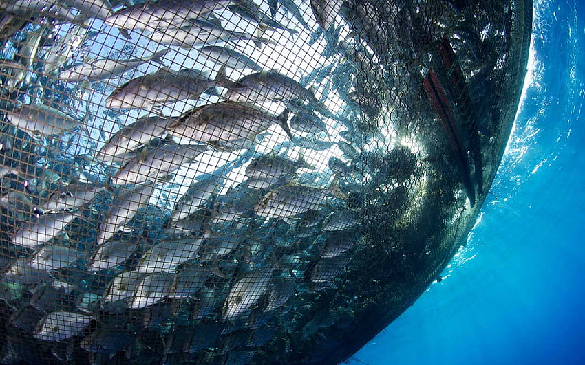 Biała księga dotycząca stresu i dobrostanu ryb w akwakulturze Tapeta HD