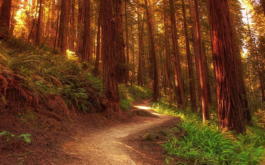 Jalan setapak pohon redwood Wallpaper HD