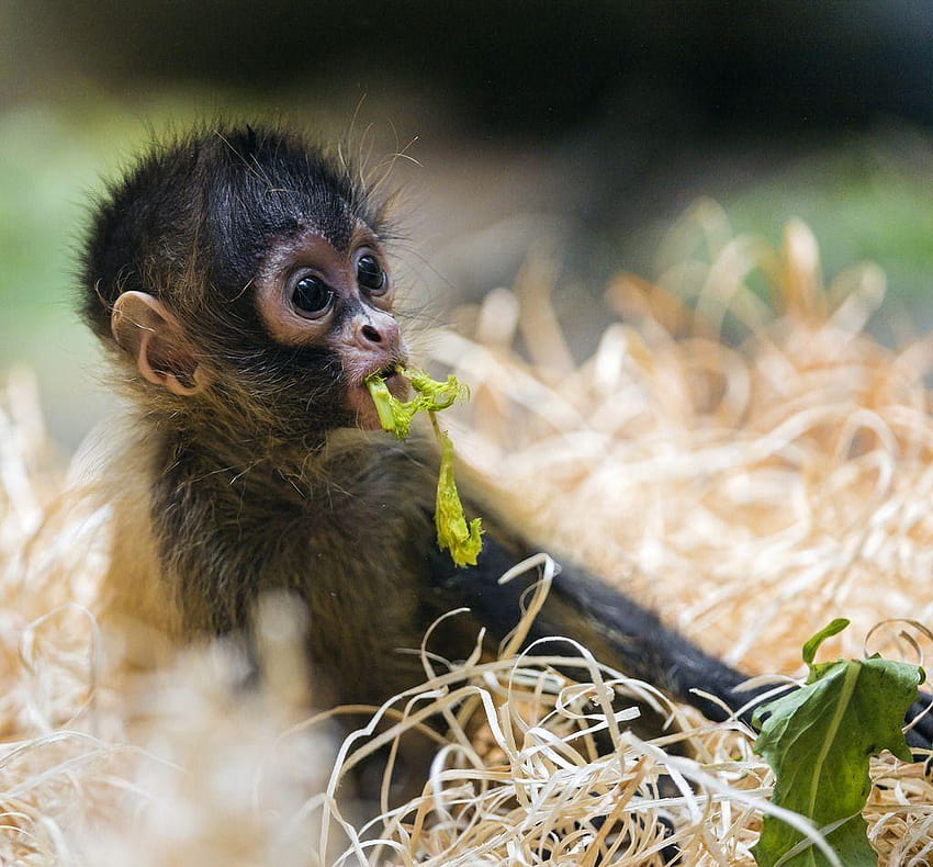 Jinx Robinson on Wacky Monkeys & Apes, baby monkeys HD wallpaper
