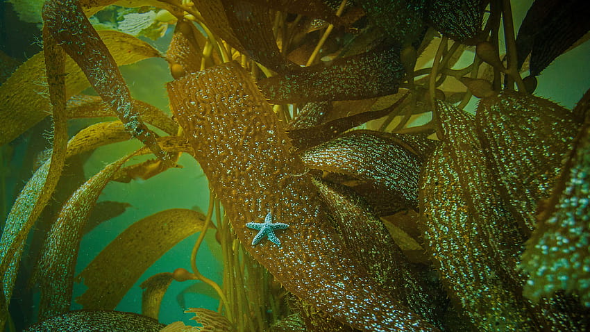 Une étoile est portée par des algues par Microsoft Fond d'écran HD