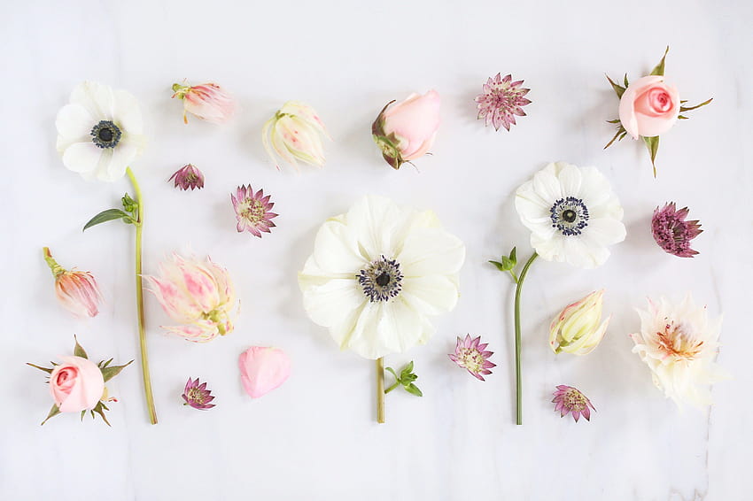 Minimalist Çiçek Estetik Portakal Çiçekleri, minimalist pastel bitki HD duvar kağıdı