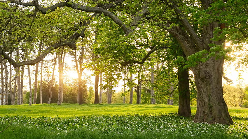 Floresta com árvores verdes durante o verão natureza, natureza da árvore papel de parede HD