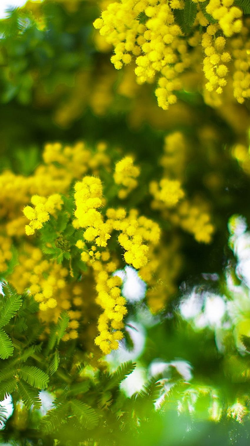 Lush yellow flowers iPhone 6 iPhone 6, flower iphone HD phone wallpaper