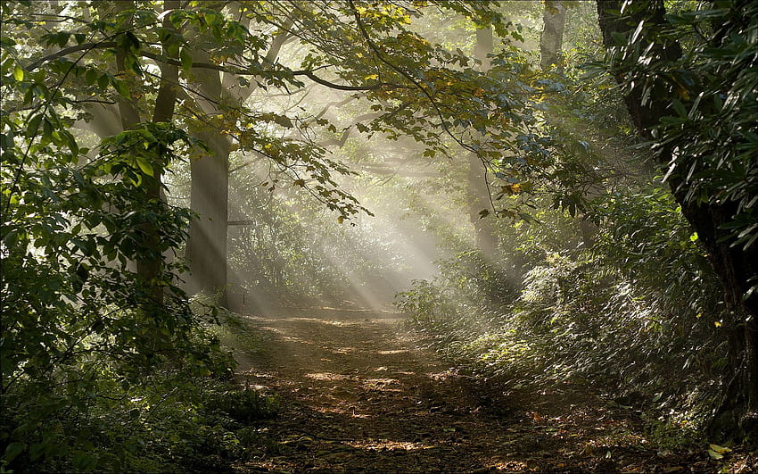 Sonnenstrahlen im Wald HD-Hintergrundbild