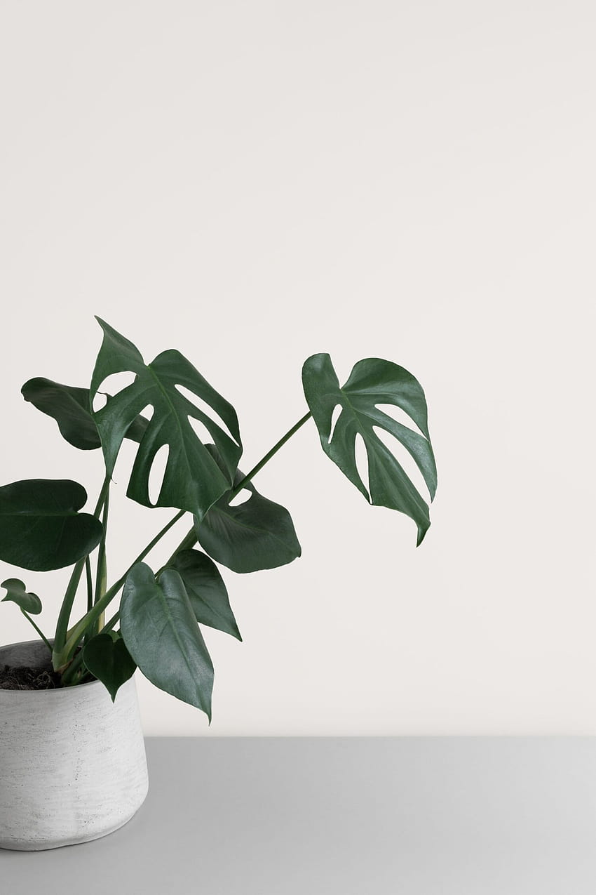 Tanaman hias biasa: Cantik, mudah dirawat untuk tanaman dalam ruangan, tanaman polos estetika wallpaper ponsel HD
