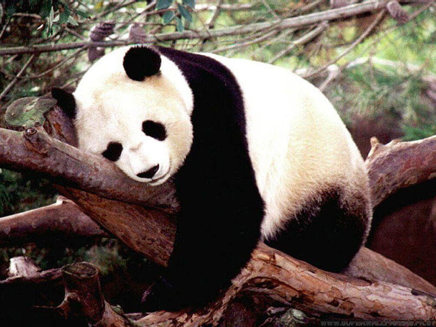 Zoo Atlanta Giant Panda HD wallpaper | Pxfuel