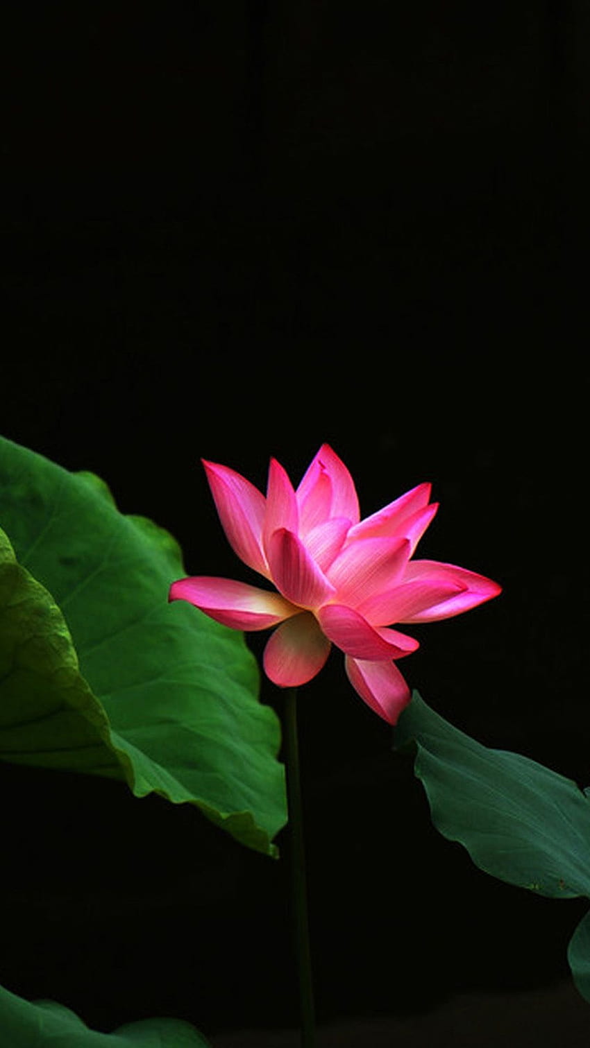 casa planta flor flor de loto rojo galaxy note 3, hermosas flores de loto móvil fondo de pantalla del teléfono