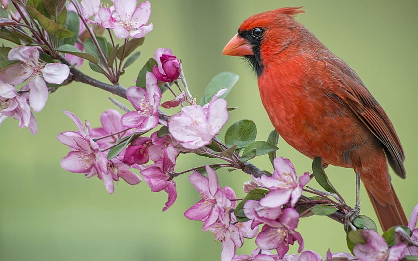 Pássaro cardeal vermelho As flores da macieira florescem na primavera, frutas e pássaros papel de parede HD