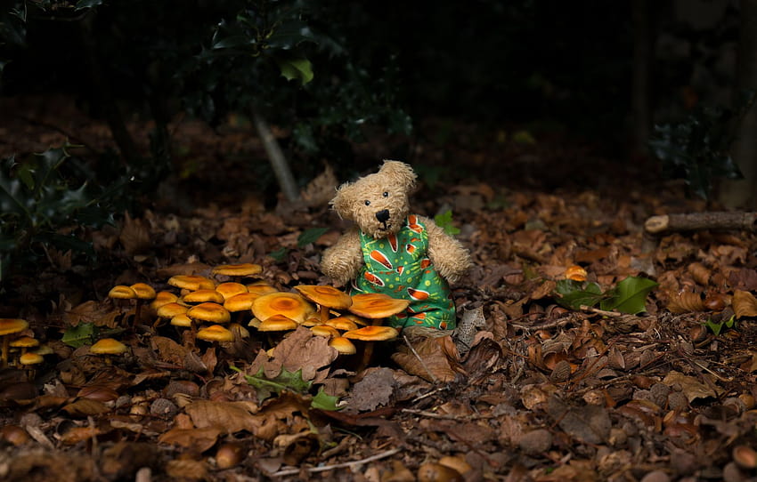 autumn, forest, the dark background, mood, foliage, toy, mushrooms, bear, bear, bear, Teddy, toy, mushrooms, Mishutka, mushroom , section разное HD wallpaper
