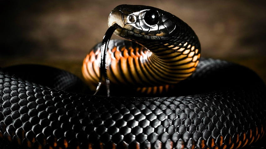  Cool Snake, serpiente víbora fondo de pantalla