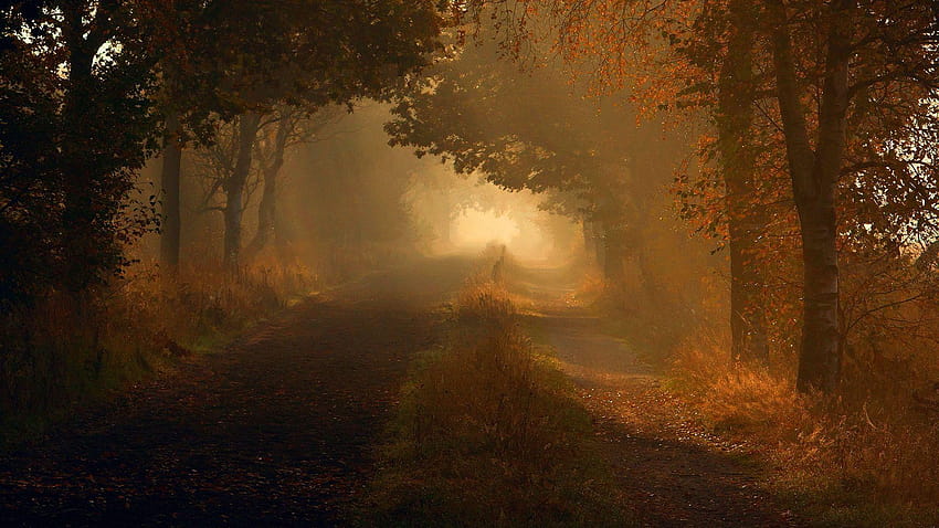Straße Herbst, nebliger Herbstwaldweg HD-Hintergrundbild