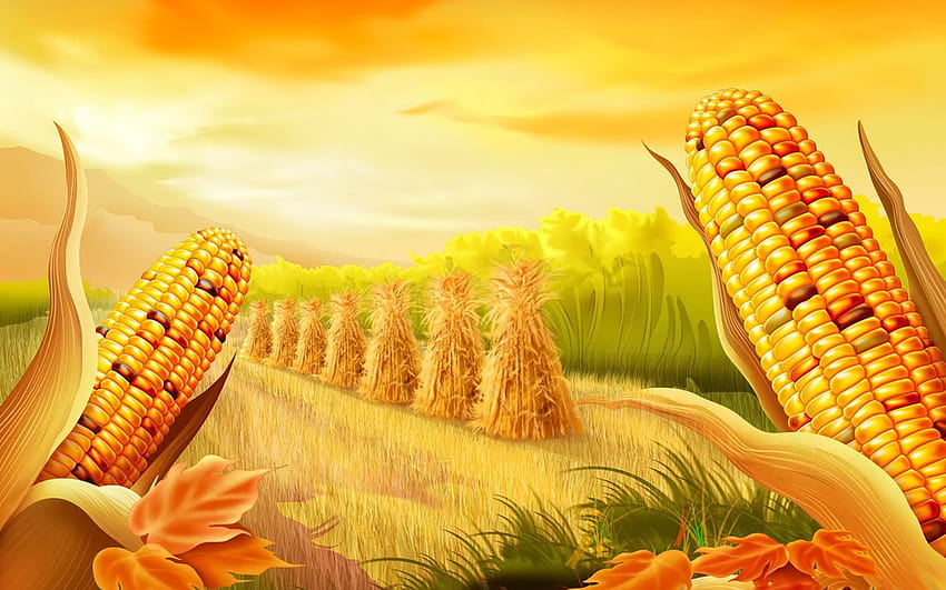 Corn, maize HD wallpaper