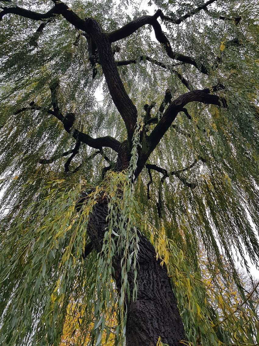 weeping willow trees HD phone wallpaper