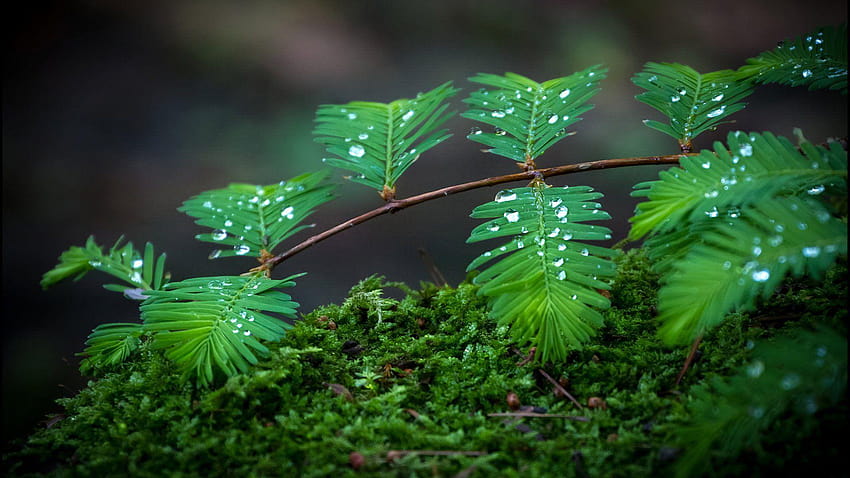 Grüne Blätter Wassertropfen. volles, grünes Blatt HD-Hintergrundbild