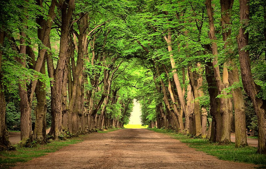 나무, 경치, 자연, 녹색, 녹색, 도로, 도로, 아름다운 나무 자연 풍경 HD 월페이퍼