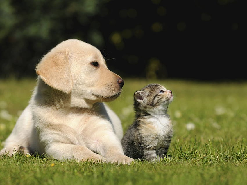 Las diferencias de personalidad entre las personas que viven con perros y con gatos 高画質の壁紙