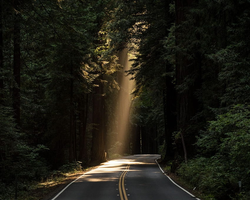 Conifer Daylight Evergreen Forest Highway, autostrada amoled Sfondo HD