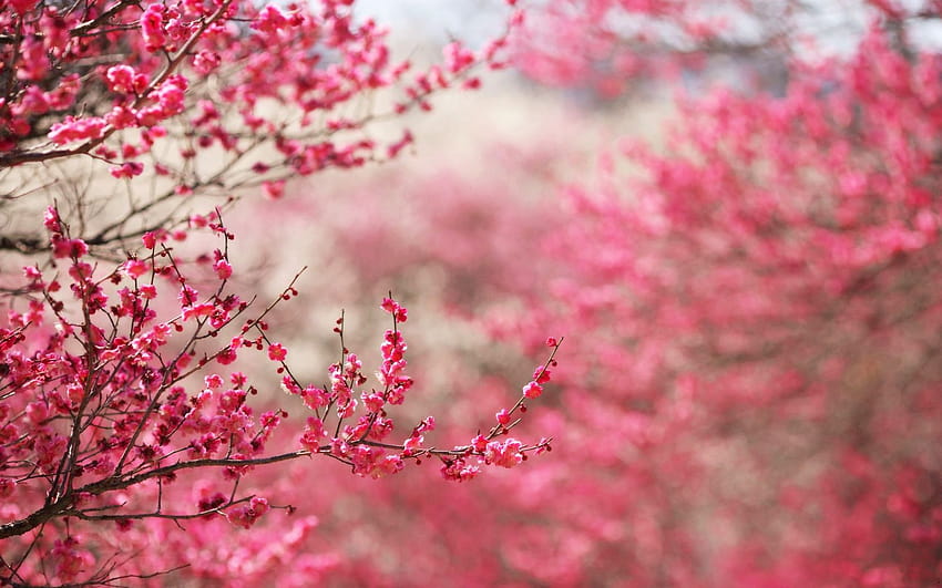 Best 5 Cherry Blossom on Hip, best spring cherry blossom HD wallpaper ...