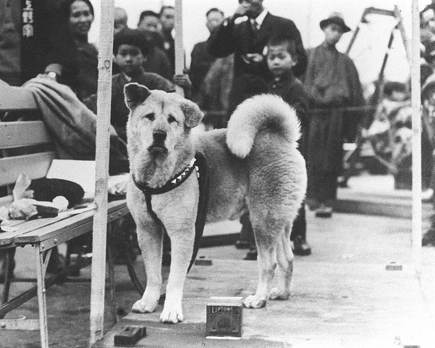 Hachiko Waiting In Rail Staion For His Master HD wallpaper