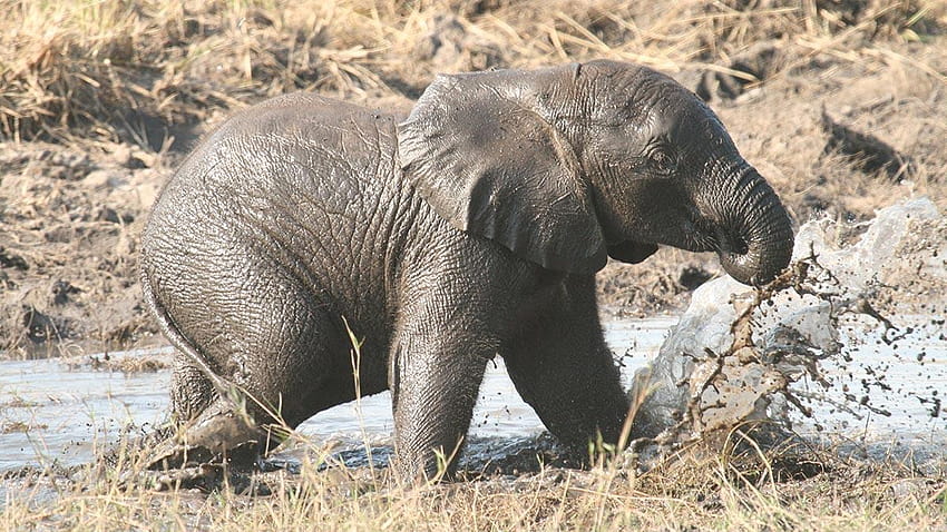 Elephants, baby elephant drinking HD wallpaper
