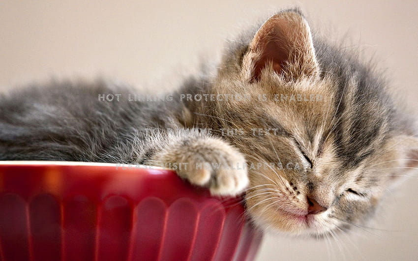 Sleepy Kitty Red Paws Gatos Gatito Taza linda fondo de pantalla