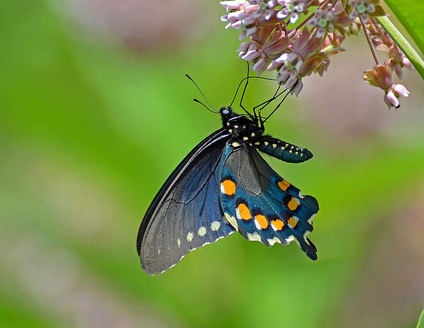 Selective focus graphy of butterfly on pink flower, spicebush, pipevine swallowtail butterfly HD wallpaper