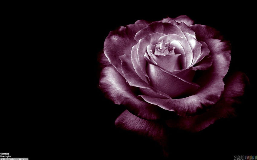 Purple Rose 17 High Resolution, purple and black roses HD wallpaper