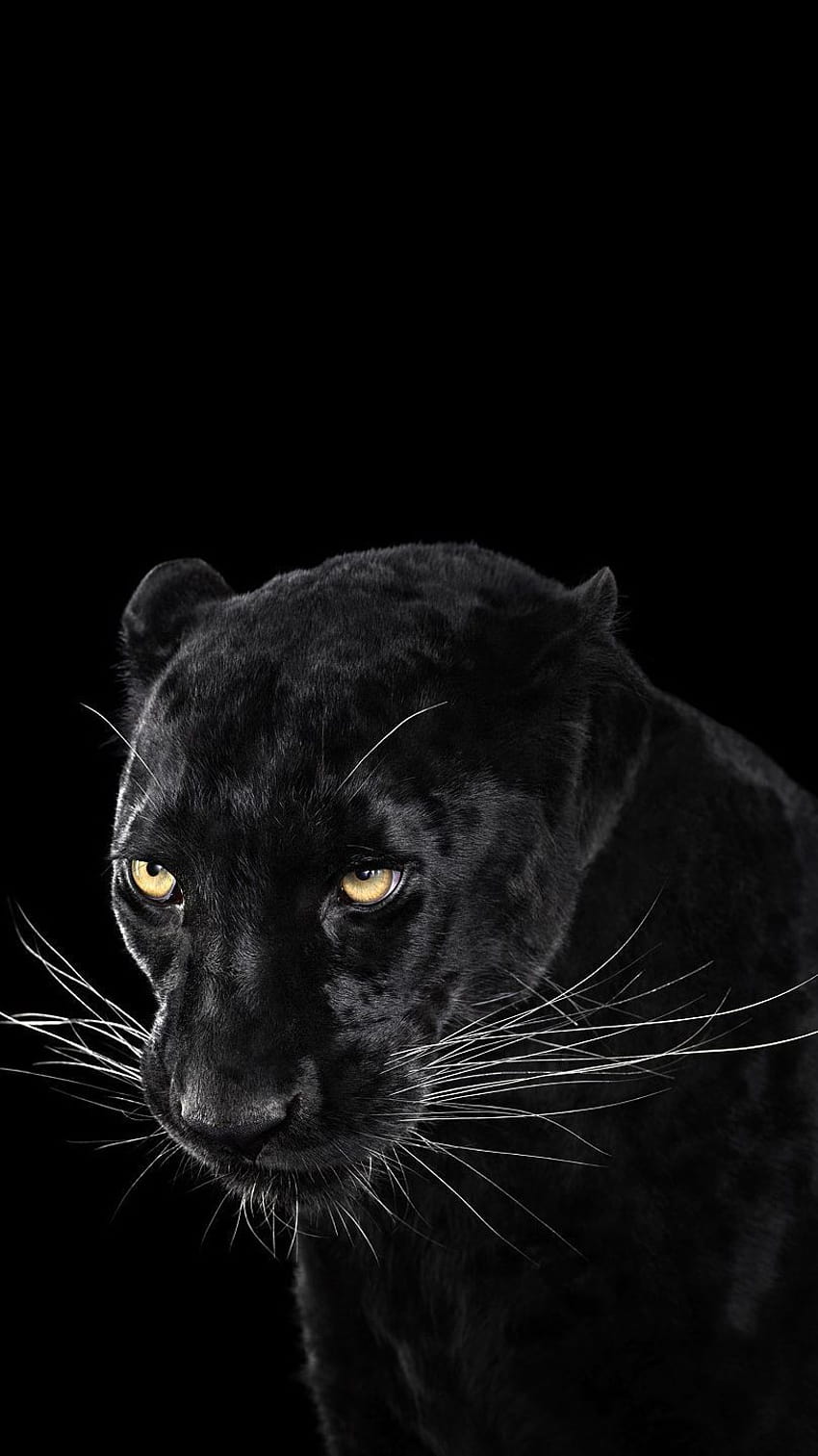 iPhone animal panthère noire, gros chat panthère noire Fond d'écran de téléphone HD