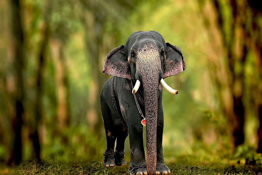 Kerala Elephants, pambadi rajan HD wallpaper | Pxfuel