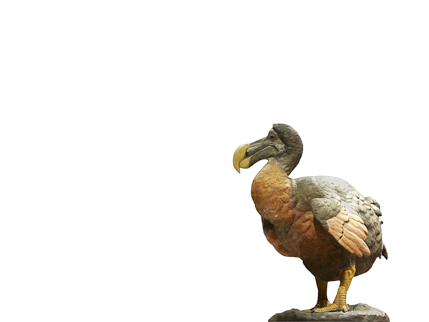 Dodo-Vogel HD-Hintergrundbild