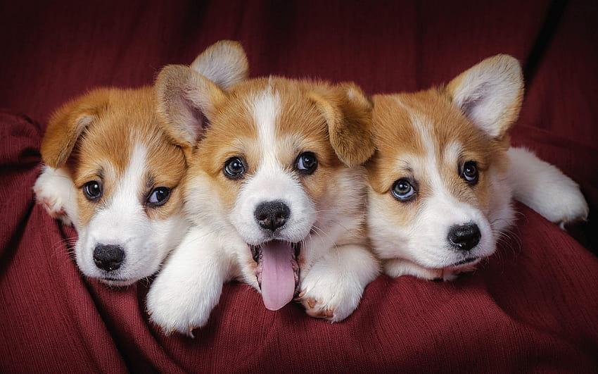 Welsh corgi Puppies Dogs, corgi puppy HD wallpaper