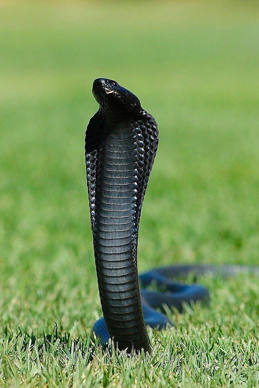 schwarze Kobra …, indische Königskobraschlange HD-Handy-Hintergrundbild